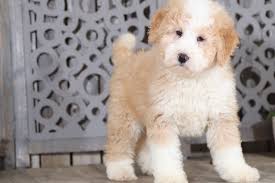 Mini bernedoodle puppies make the perfect pet! Puff Fluffy Little Mini Bernedoodle Puppies Online