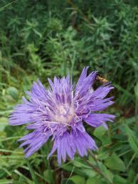 Image result for Orthochilus subulatus