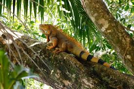 Image result for Senecio maranguensis