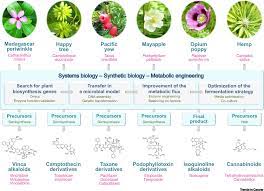 Using microbe fermentation in the production of taxol would be a very prospective method *corresponding author. Towards The Microbial Production Of Plant Derived Anticancer Drugs Trends In Cancer