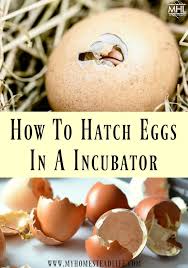 How do you make a homemade egg incubator? Egg Incubator How To Hatch Eggs My Homestead Life