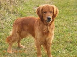 Maybe you would like to learn more about one of these? Dark Golden Retriever Puppies Petsidi