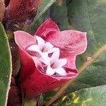 Image result for Stipularia africana