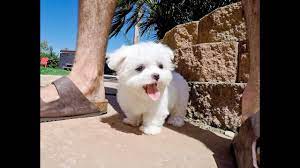 They are both females and are minis, so they won't weigh more than 6 lbs when fu. Lexie Is The Tiniest Maltese Teacup Puppy In The U S Youtube