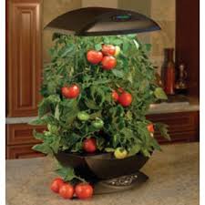 A specific gene exists in wild tomatoes, which. Growing Tomatoes With An Indoor Grow Kit Greenenvy Wholesale Hydroponic Systems And Grow Lights