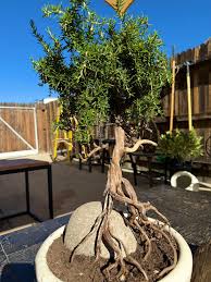 Image result for rosemary bonsai