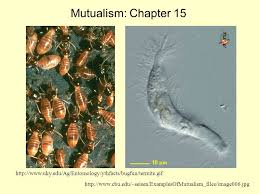 Mutualism is not a specific social, political or economic system. 1 Mutualism Chapter Ppt Download