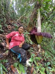 Ditemukan pada tahun 1860, di mana hanya tiga spesimen yang ditemukan waktu itu, dan pada tahun 1950, setelah bibit terakhir mati, bunga ini dianggap punah. Warga Garagahan Temukan Bunga Langka Di Kebun Amcnews Co Id