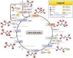 Krebs Cycle Ap Biology Crash Course Albert Io Blog