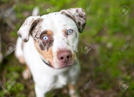 A Catahoula Leopard Dog Mixed Breed With Merle Markings And Blue Stock Photo Picture And Royalty Free Image Image 98923466