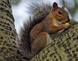 Emptied a few bags into the beds and began working it together, with my hands. How To Stop Squirrels Eating Bird Food Richard Jackson Garden