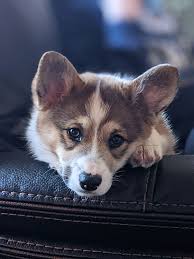 Browse thru pembroke welsh corgi puppies for sale near lindstrom, minnesota, usa area listings on puppyfinder.com to find your perfect puppy. Corgi Of Fantasy Farms Hastings Minnesota Pembroke Welsh Corgi Breeder Corgi Puppies