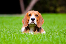 Dogs eat grass to add fibre to their diet, to induce vomiting if they feel unwell, as a. Why Do Dogs Eat Grass Ticks On Your Pet