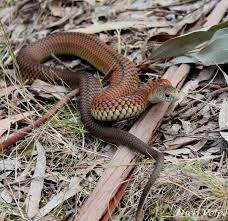 Australian Copperhead Venomous Snake Snake Venom Reptile Snakes