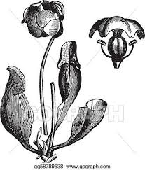 Black And White Images Of Pitcher Plant Purple Pitcher Plant Or Sarracenia Purpurea Vintage Engraving Purple Pitcher Plant Wonderland Tattoo Pitcher Plant