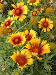 Gaillardia Aristata Common Blanket Flower World Of Flowering Plants Plants Planting Flowers Vegetable Garden Design