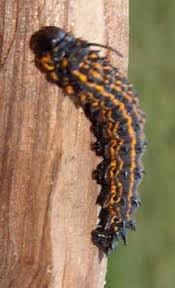The caterpillar has a bright yellow or orange body that has a signature purple stripe running along the back. Orange Striped Oakworms What S That Bug