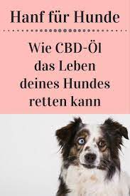 hanf fur hunde hanfol cbd ol und ihre wirkung auf hunde werbung hundeblog meinhund24 hanfol cbd ol hanf