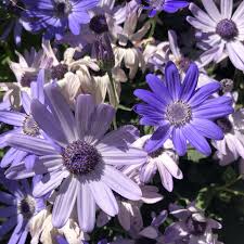 Image result for Pericallis hybrida