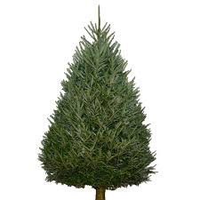 We did not find results for: Expert Gardener 5 6 Ft Real Fraser Fir Fresh Cut Christmas Tree Walmart Com Walmart Com
