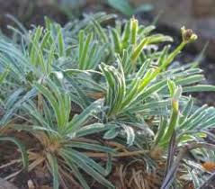 Image result for Ficinia