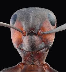 Wood Ant Wood Ants Ants Animals Bugs