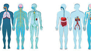 All the 78 (plus 2 newly discovered) organs of the body work in sync to form around a dozen organ systems. Learn About The Organ Systems In The Human Body
