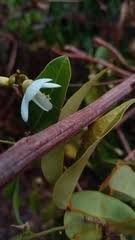 Image result for Baphia multiflora