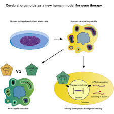 We did not find results for: Cerebral Organoids A Human Model For Aav Capsid Selection And Therapeutic Transgene Efficacy In The Brain Molecular Therapy Methods Clinical Development
