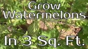 Tighter spacing of watermelons leads to higher yields by weight, up to a point. Grow Watermelons In 3 Square Feet Update Youtube