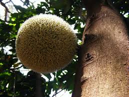 Image result for Treculia