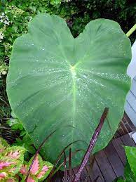 They can also be grown in large pots, filled with a premium quality potting mix, and watered frequently through. Elephant Ear Plant How To Take Care Of An Elephant Ear Plant
