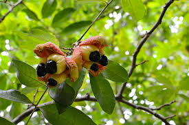 Image result for Blighia