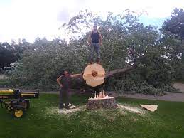 Alpine Tree Service Home Facebook