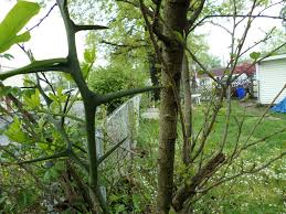 Maybe you would like to learn more about one of these? Big Thorns
