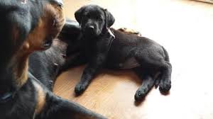 Maybe you would like to learn more about one of these? Rottweiler Lab Pups For Sale In Canton Ohio Classified Americanlisted Com