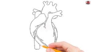 This is how you can draw human heart in very easy way, stay tuned for more videos like this. How To Draw Human Heart Step By Step Easy For Beginners Simple Heart Drawing Tutorial Youtube