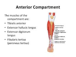 Leg Muscles Origin Insertion Action Nerve Supply How To Relief Leg Muscles Muscular System Anatomy Muscle