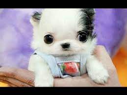 Cute Baby Animal Videos Compilation 2017 Best Of Youtube