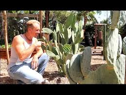 Turtles, tortoise, iguana, and other pets love this superfood. Growing The Best Edible Cactus Youtube