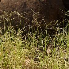 Image result for Cynodon incompletus