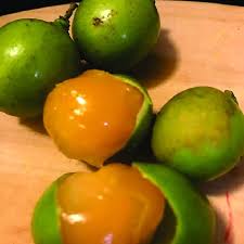 Image result for Melicoccus