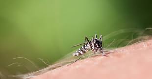 Aedes albopictus (stegomyia albopicta), from the mosquito (culicidae) family, also known as (asian) tiger mosquito or forest mosquito, is a mosquito native to the tropical and subtropical areas of southeast asia. Onrustwekkende Primeur Twee Mensen Geinfecteerd Met Zikavirus Door Franse Tijgermuggen Buitenland Hln Be