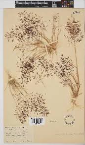 Image result for Eragrostis chapelieri