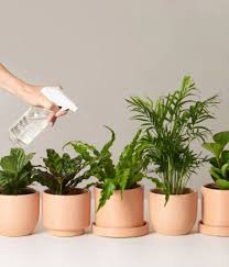 Pet Friendly Plants Monthly Subscription In 2020 Plants Pet Friendly Plants For Planters Plants Poisonous To Dogs