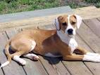 Beagle Pitbull Mix: Grooming, Training, Common Health Issues