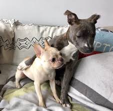 Make a recurring gift here! Humane Rescue Alliance 34 Photos 78 Reviews Animal Shelters 1201 New York Ave Ne Washington Dc Phone Number Yelp