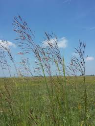 Image result for Chrysopogon