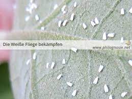 Das einstichloch ist im gegensatz zu normalen mücken riesengroß. Die Weisse Fliege Bekampfen In Haus Und Garten Philognosie