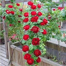 Layar backdrop background prop fotografi wedding gambar bunga. Philippines Ready Stock 200pcs Pink Climbing Rose Seed Flower Gardening Decoration Garden Plants For Sale Seeds For Planting Easy To Grow In The Local Lazada Ph
